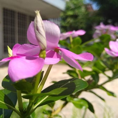 Kayangan Homestay Perlis For Mslim Only كانجار المظهر الخارجي الصورة