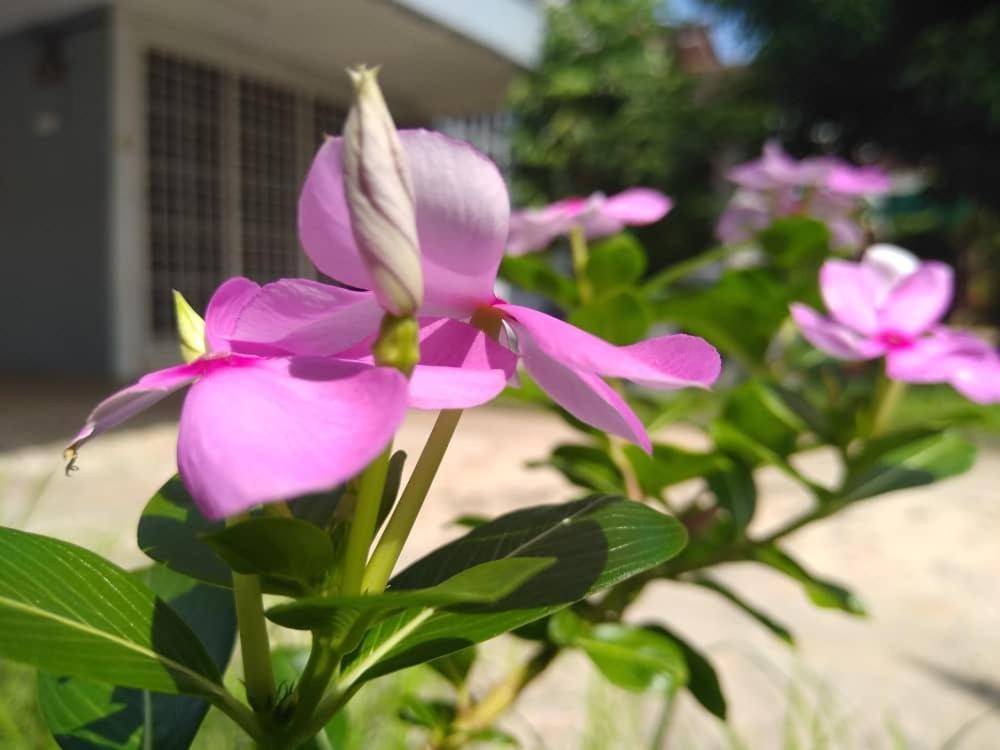 Kayangan Homestay Perlis For Mslim Only كانجار المظهر الخارجي الصورة